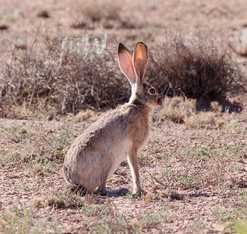 Black-tailed Jackrabbit Lepups californicus