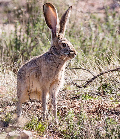 Black-tailed Jackrabbit Lepups californicus