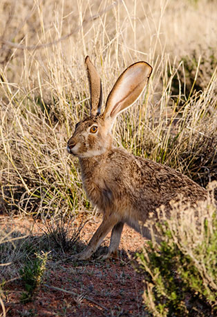 Black-tailed Jackrabbit Lepups californicus