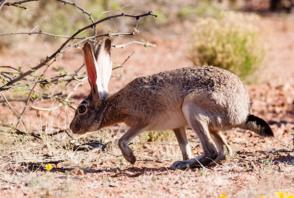 Black-tailed Jackrabbit Lepups californicus