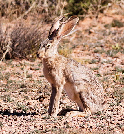 Black-tailed Jackrabbit Lepups californicus