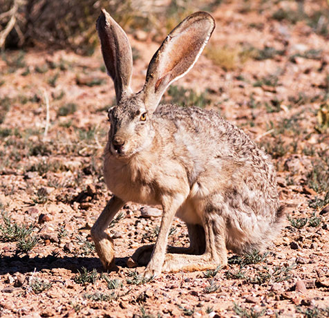 Black-tailed Jackrabbit Lepups californicus
