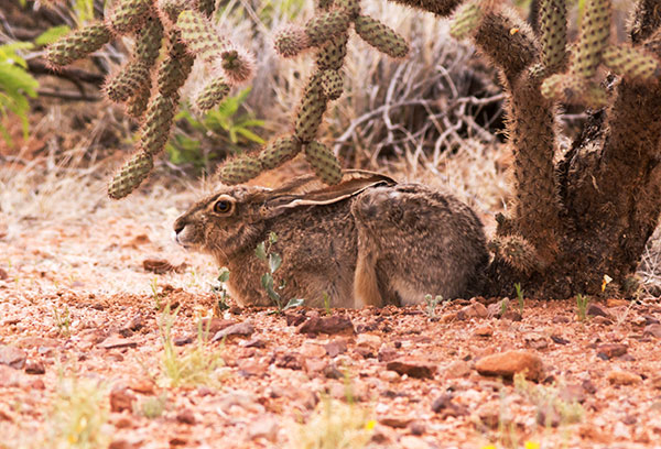 Black-tailed Jackrabbit Lepups californicus