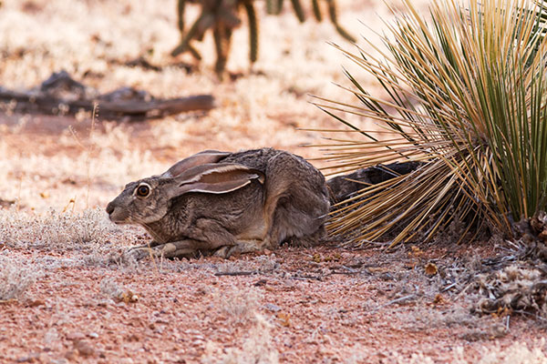 Black-tailed Jackrabbit Lepups californicus