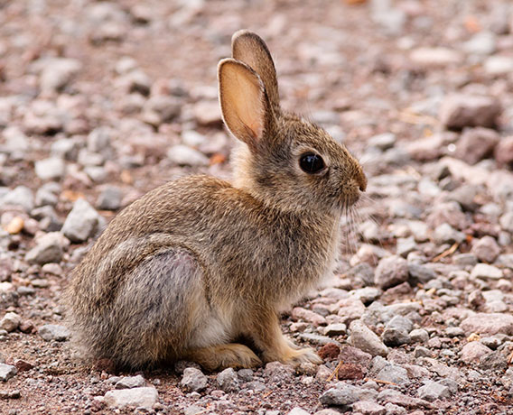 Cottontail Rabbit Sylvilagus sp. 