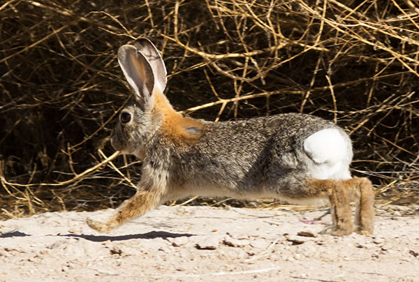 Cottontail Rabbit Sylvilagus sp. 