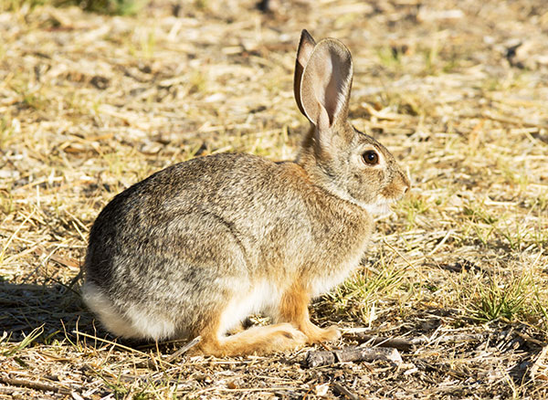 Cottontail Rabbit Sylvilagus sp. 
