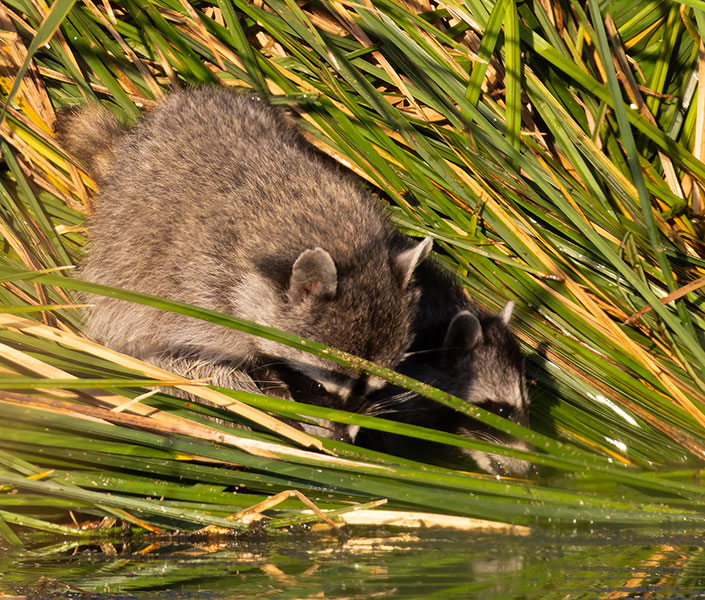 Northern Raccoons Procyon lotor 