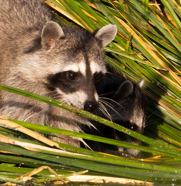 Northern Raccoons Procyon lotor 