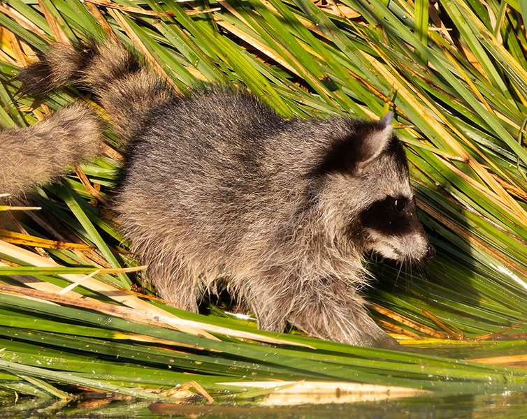 Northern Raccoons Procyon lotor 