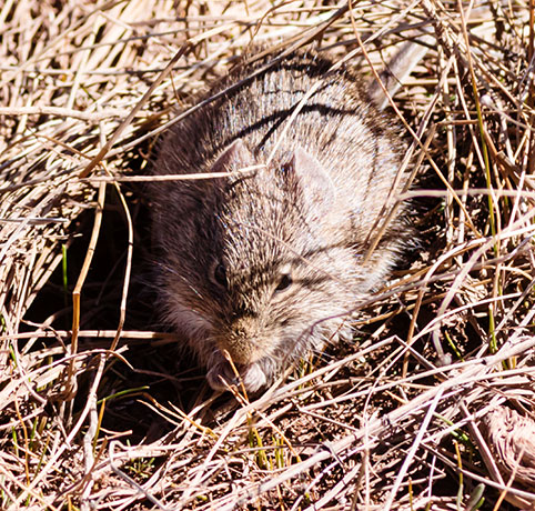 Yellow-nosed Cotton Rat Sigmodon ochrognathus 