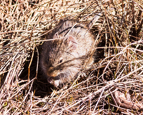 Yellow-nosed Cotton Rat Sigmodon ochrognathus 