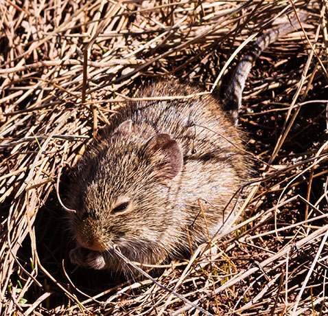Yellow-nosed Cotton Rat Sigmodon ochrognathus 