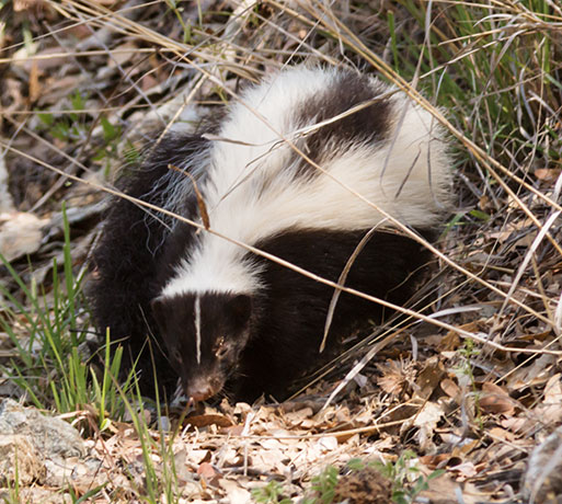 Striped Skunk Mephitis mephitis  