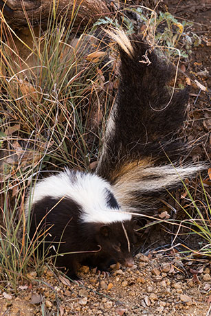 Striped Skunk Mephitis mephitis  