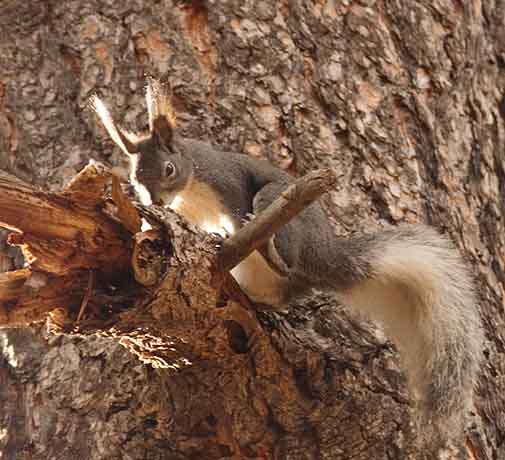 Abert Squirrel Sciurus aberti aberti