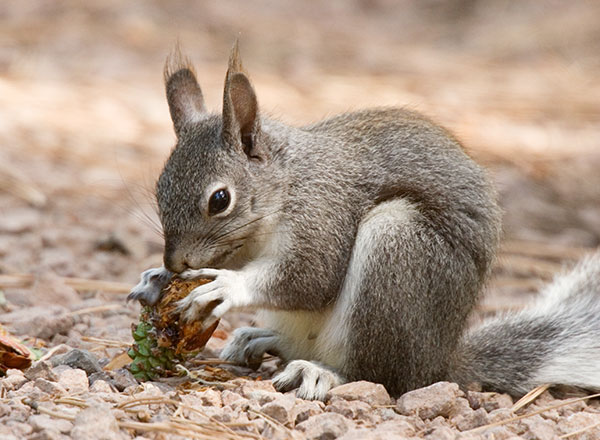 Abert Squirrel Sciurus aberti aberti