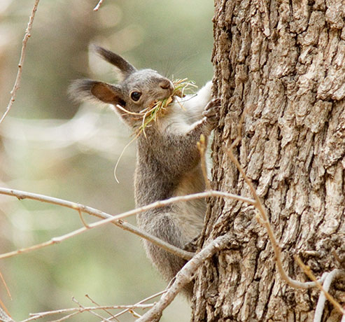 Abert Squirrel Sciurus aberti aberti