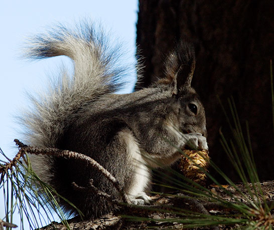 Abert Squirrel Sciurus aberti aberti