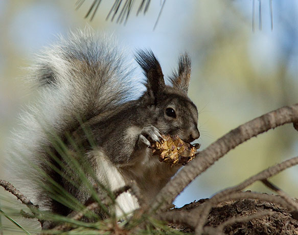 Abert Squirrel Sciurus aberti aberti