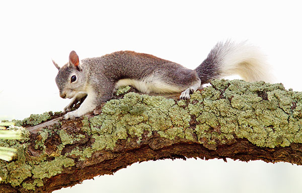 Abert Squirrel Sciurus aberti aberti