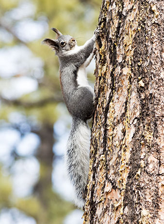 Abert Squirrel Sciurus aberti aberti
