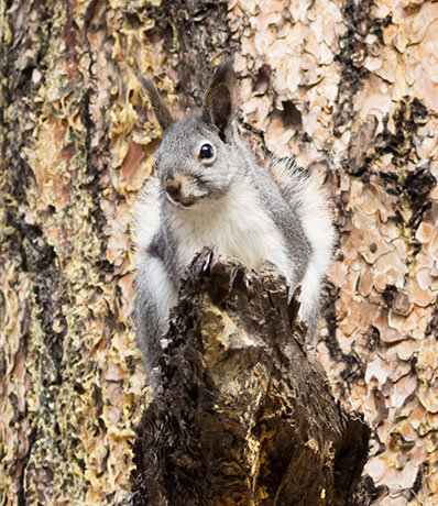 Abert Squirrel Sciurus aberti aberti