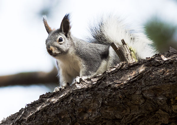Abert Squirrel Sciurus aberti aberti