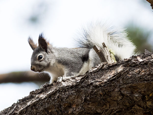 Abert Squirrel Sciurus aberti aberti