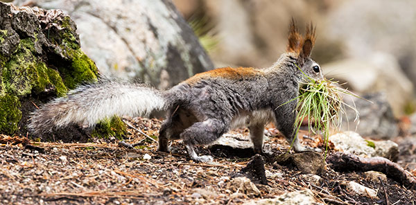Abert Squirrel Sciurus aberti aberti