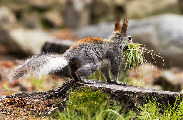Abert Squirrel Sciurus aberti aberti