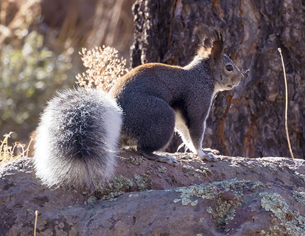 Abert Squirrel Sciurus aberti aberti
