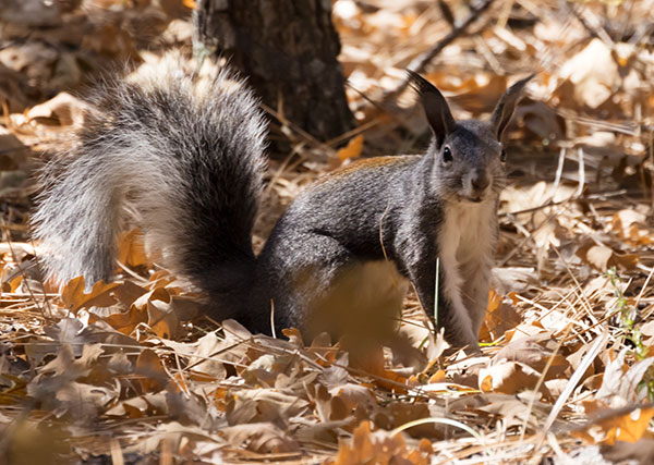 Abert Squirrel Sciurus aberti aberti
