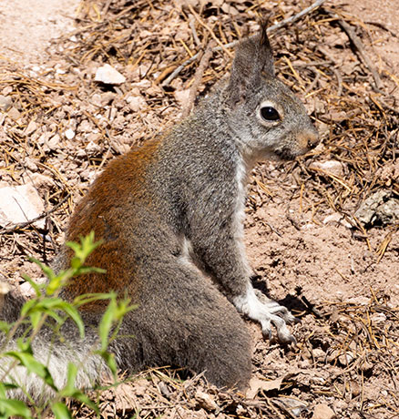 Abert Squirrel Sciurus aberti aberti