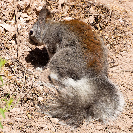 Abert Squirrel Sciurus aberti aberti