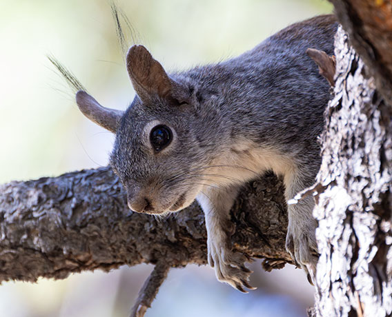 Abert Squirrel Sciurus aberti aberti