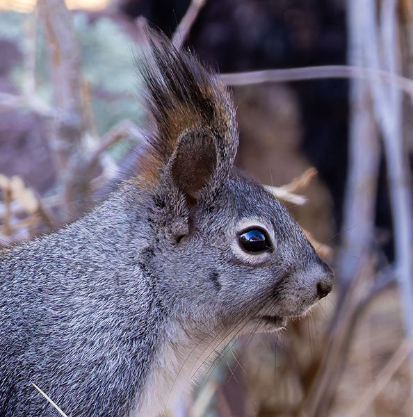Abert Squirrel Sciurus aberti aberti