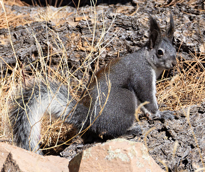 Abert Squirrel Sciurus aberti aberti