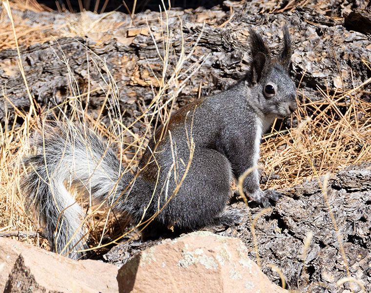 Abert Squirrel Sciurus aberti aberti