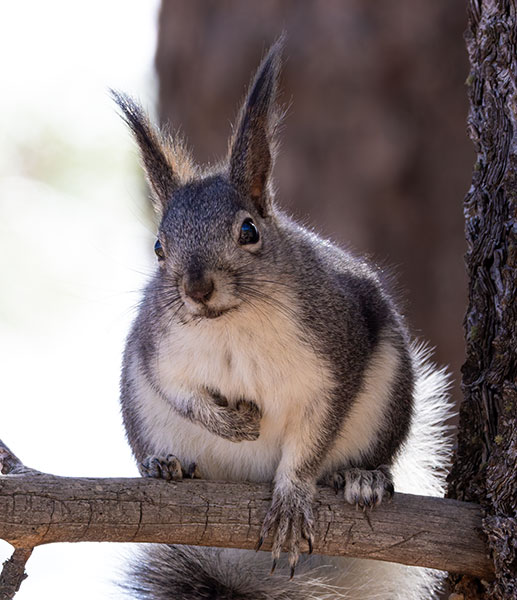 Abert Squirrel Sciurus aberti aberti