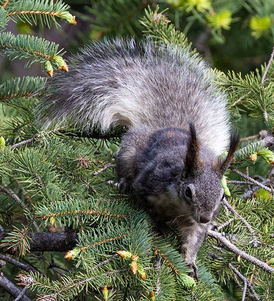 Abert Squirrel Sciurus aberti aberti
