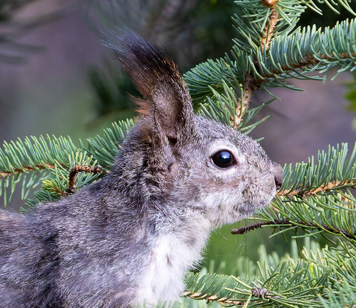 Abert Squirrel Sciurus aberti aberti