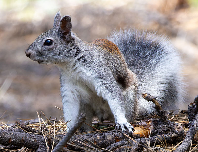 Abert Squirrel Sciurus aberti aberti