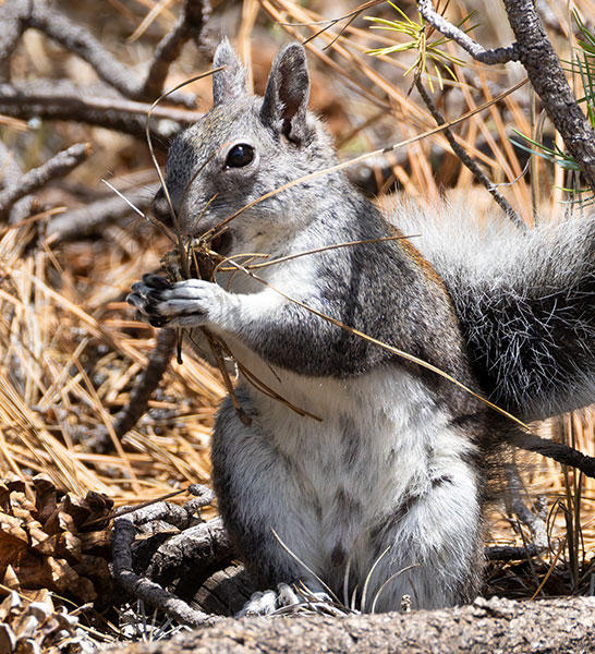 Abert Squirrel Sciurus aberti aberti
