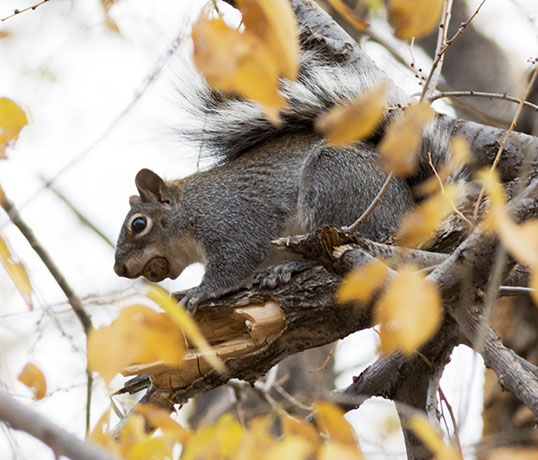 Arizona Gray Squirrel Sciurus arizonensis