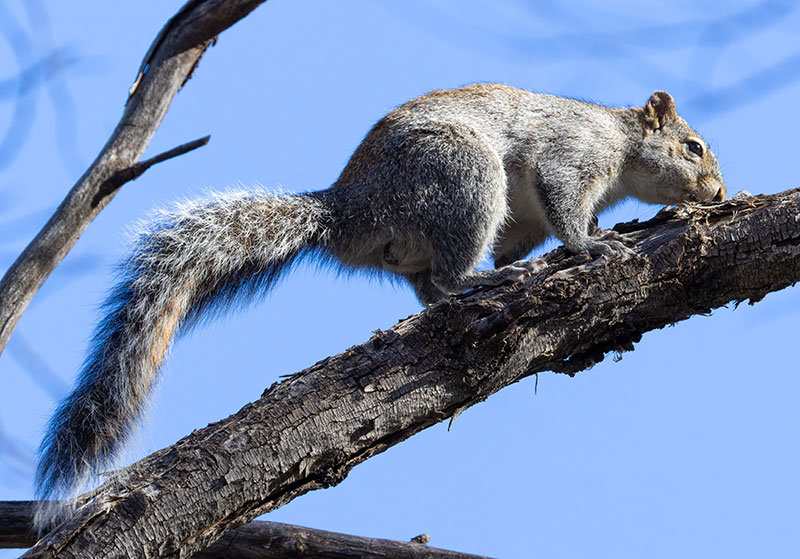Arizona Gray Squirrel Sciurus arizonensis