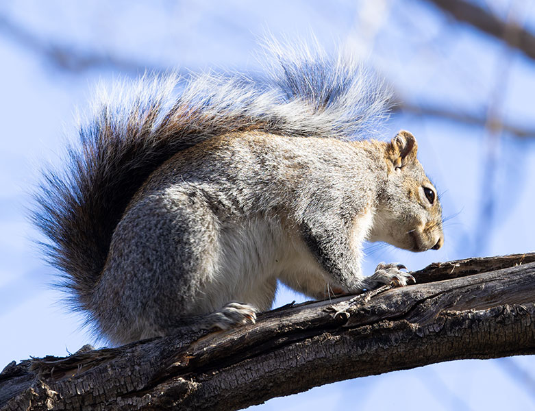 Arizona Gray Squirrel Sciurus arizonensis