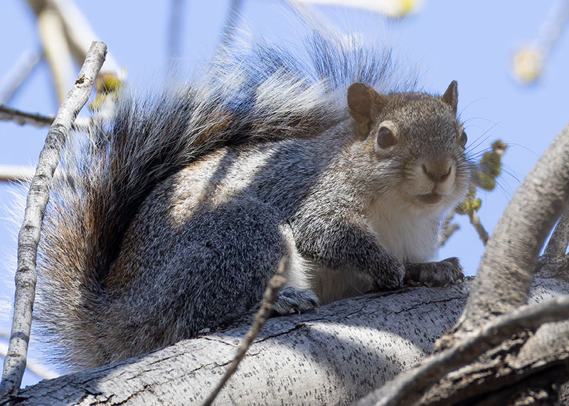 Arizona Gray Squirrel Sciurus arizonensis