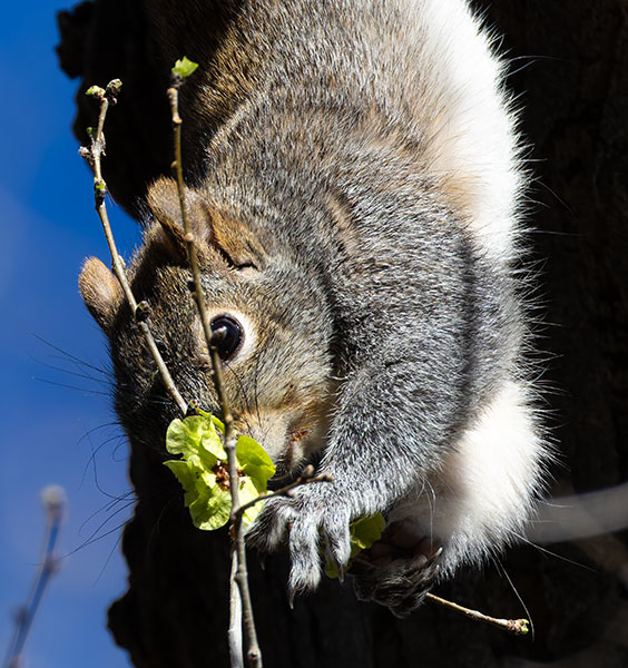 Arizona Gray Squirrel Sciurus arizonensis