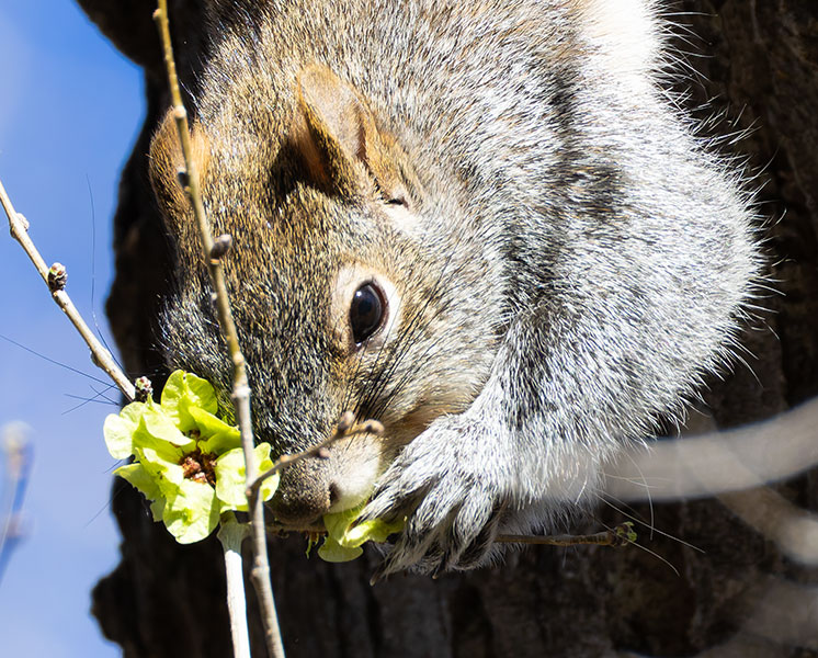 Arizona Gray Squirrel Sciurus arizonensis